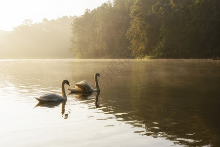 白天鹅在湖中游弋晨雾缭绕图片