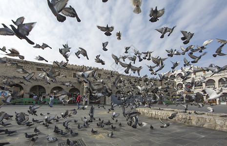 Pigeone在卡塔尔多哈苏克图片