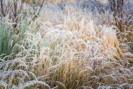 草地上的冰霜寒冷的冬天和自然背景下图片
