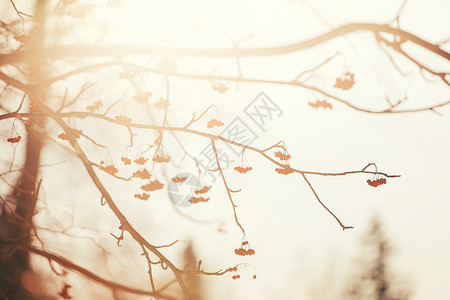 冬季天空背景的棕色树红莓加上阳光和图片