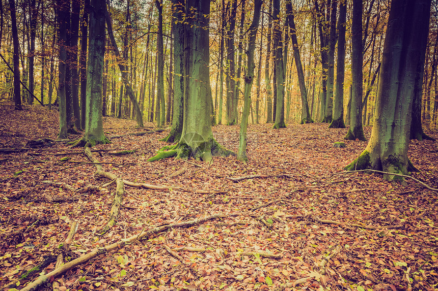 秋天森林风景与古老的过滤器以古老的图片