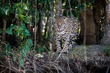 自然栖息地中的美洲虎雄美洲豹野生巴西巴西野生动物潘塔纳图片