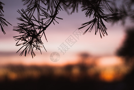 云杉树枝的剪影对着天空黎明图片