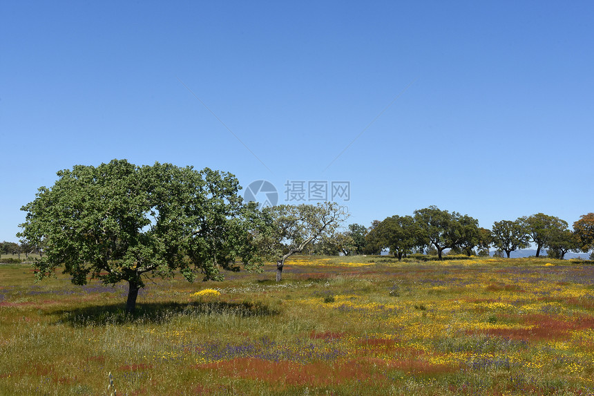 葡萄牙阿连特茹地区FlordaRosa村和阿尔帕豪之间的阿连图片