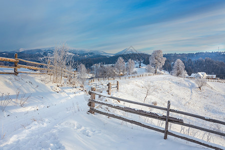 雪覆盖松树的冬季景观图片