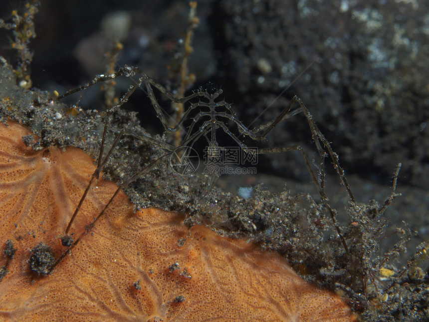 巴厘岛海的洋蜘图片