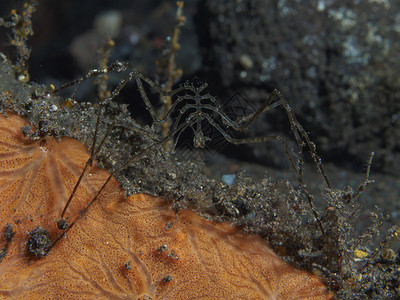 巴厘岛海的洋蜘图片