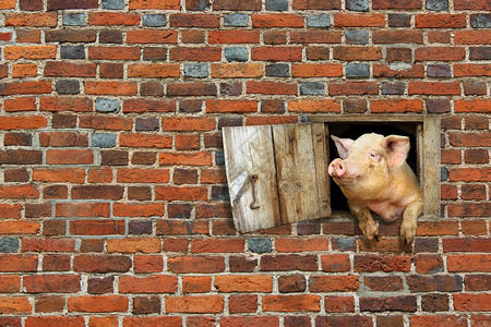 猪从红砖墙上棚子的窗户向外看图片