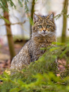 欧洲野猫Felissilvestris在自然山区森林环境中的图片