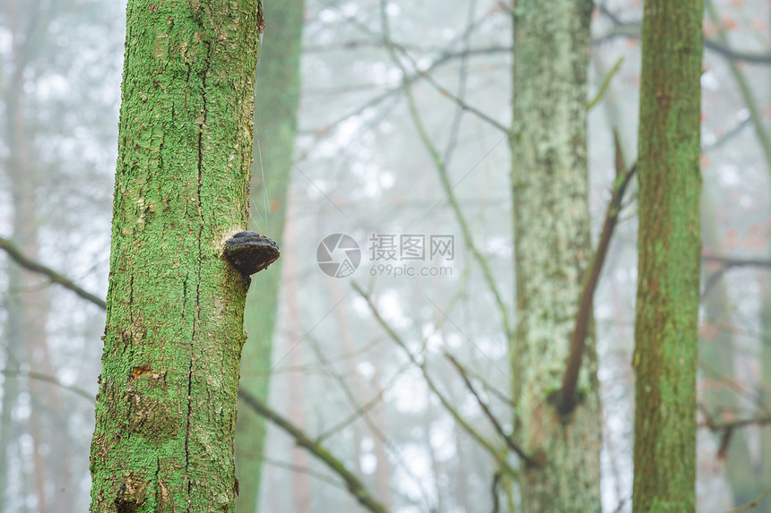 生长在欧洲森林树干上的野生树菌生长在树图片