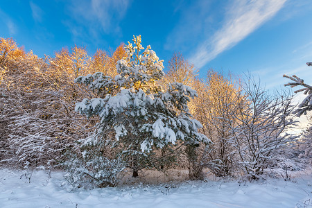 清晨的冬天风景很美蓝天下的自然雪覆盖图片