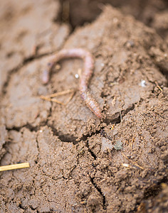 埋在土壤中的蚯蚓生活图片