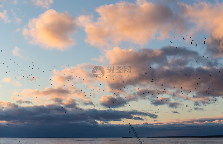 日落时飞翔的海鸥群图片