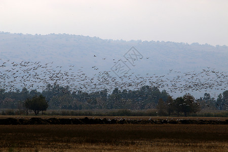 位于以色列北部的一家国鸟类保护区Hula岛上的背景图片