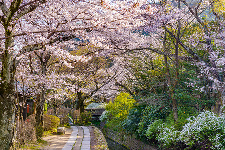 京都日本的哲学家之行图片