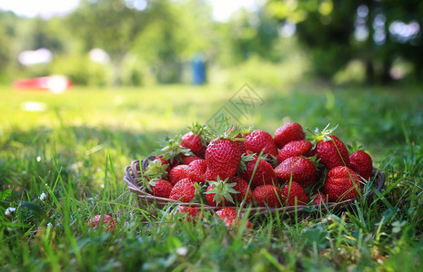 美味的新鲜熟和香味草莓在一图片