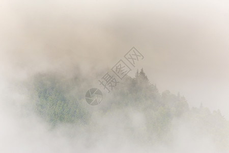 初秋阿尔卑斯山枞树林中的雾和云图片