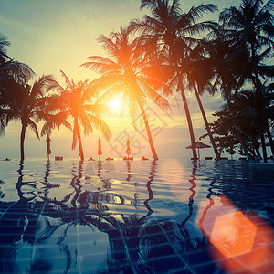 棕榈树和在日落热带海的泳池中图片