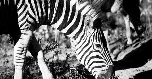 南部非洲mlilwane野生动物自然保护区和图片