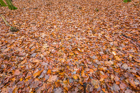 森林里的秋天落叶接近枯叶自然背图片
