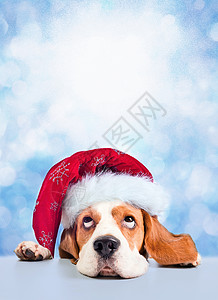 穿着红色圣诞老人帽子的狗图片