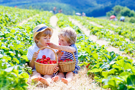 两个小兄弟姐妹男孩在夏天在草莓农场玩耍图片
