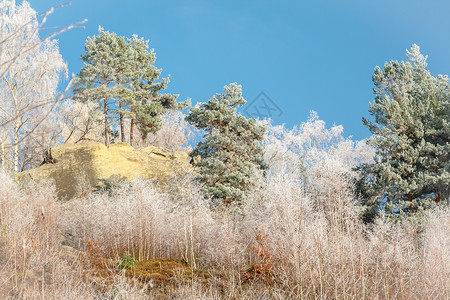 冰雪苏格兰松树皮纳斯锡图片