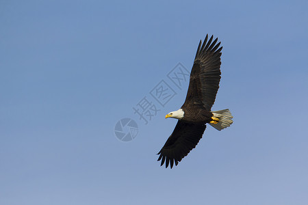 成年白头鹰在钓鱼时在头顶翱翔高清图片
