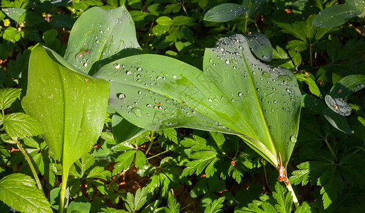 铃兰的叶子有水滴雨后落日的光背景图片