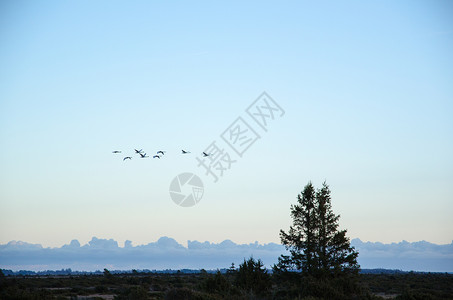 大阿尔瓦平原的迁徙大天鹅群图片