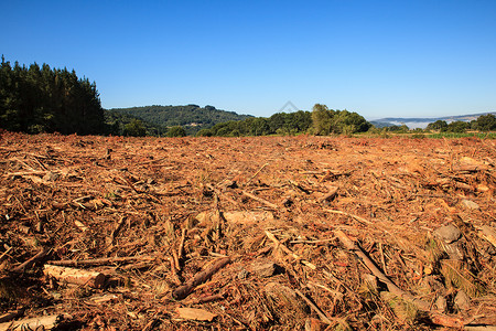 西班牙森林砍伐森林图片