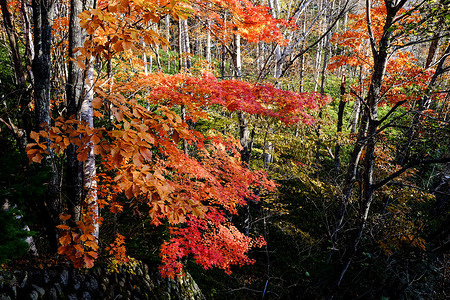 日本秋天的风景图片