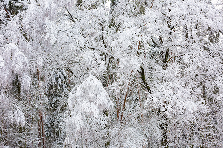 美丽的冬树枝和大量的雪冬天的雪覆盖了树图片