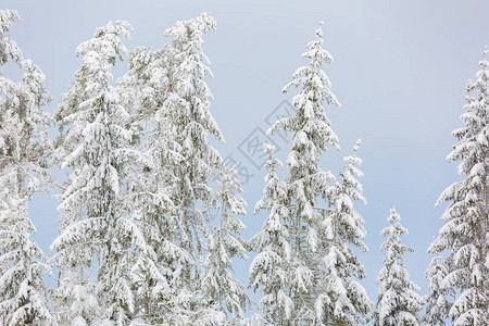 冬季森林有雪覆盖的树枝图片