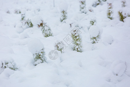 雪下的小松树雪覆盖了森林图片