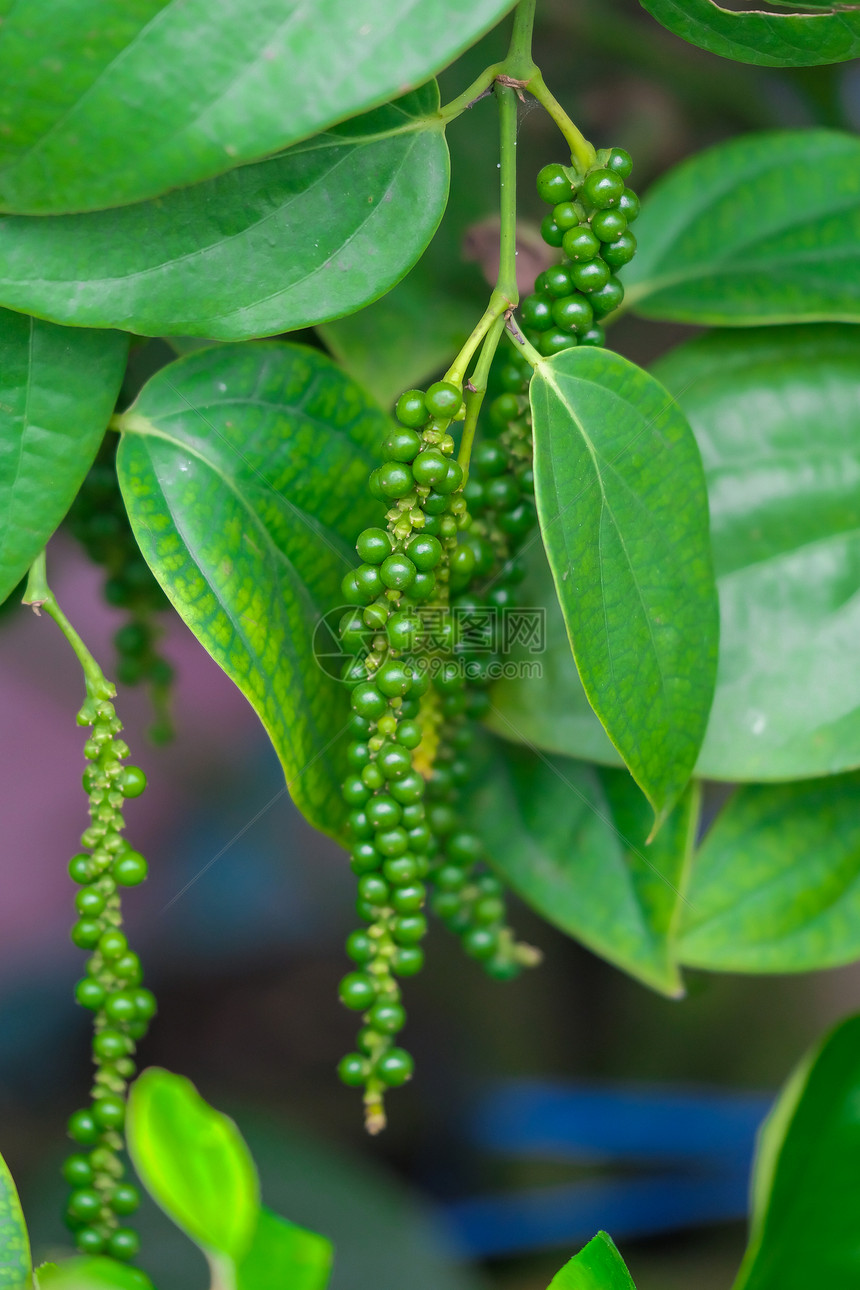 天然树上新鲜绿色胡椒Pipernigrum图片