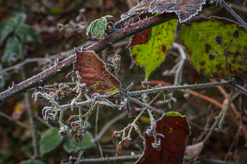 冬天就要来临了黑莓树上满图片