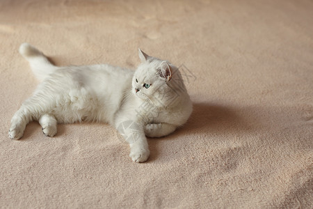 英国猫坐在有粉色墙壁的灯背景图片