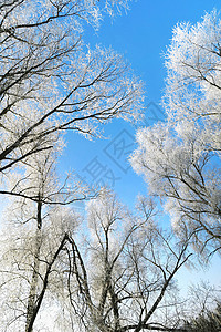冬天在柳树顶部的树上结霜图片