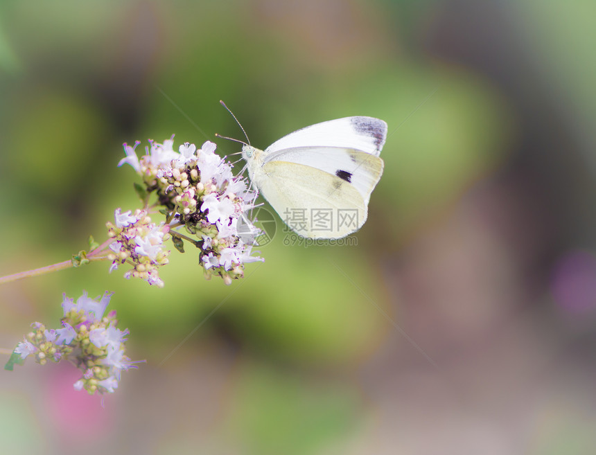 一只蝴蝶在马约拉姆草本上的特写镜头图片