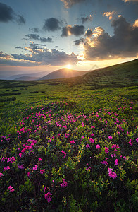 日出时山田的鲜花夏天美丽的自然风背景图片