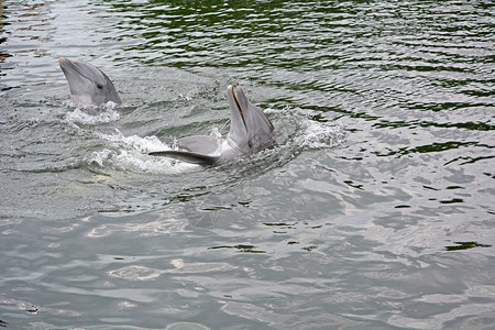 几只海豚在水中图片