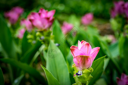 绿色模糊背景上的暹罗郁金香粉红色花朵图片