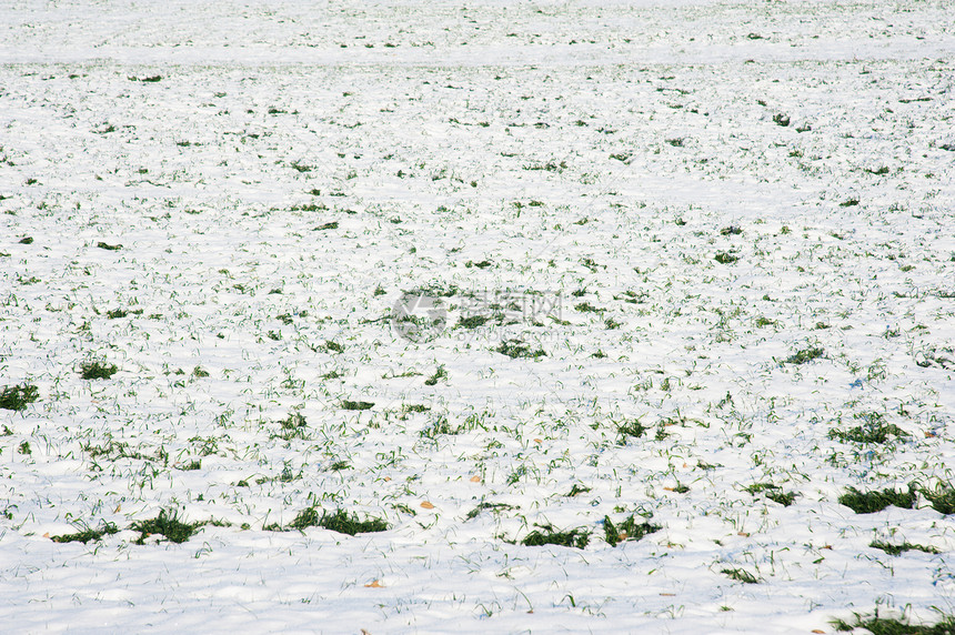 冬天被雪覆盖的粮田图片