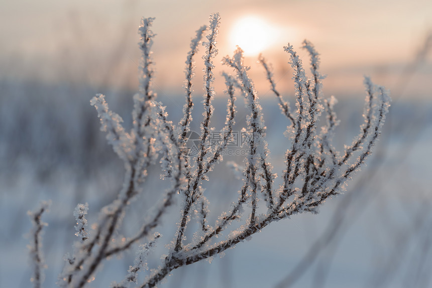 冬天晚上植物日落冷冰雪树太阳图片