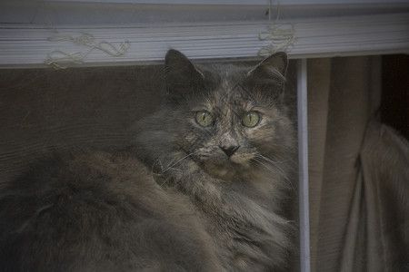 窗外渴望的灰猫图片