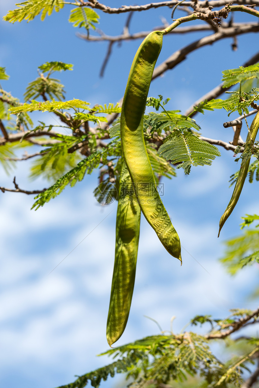 Mimosa树上的Mimos图片