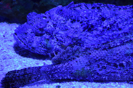 石鱼在水族馆的水中图片
