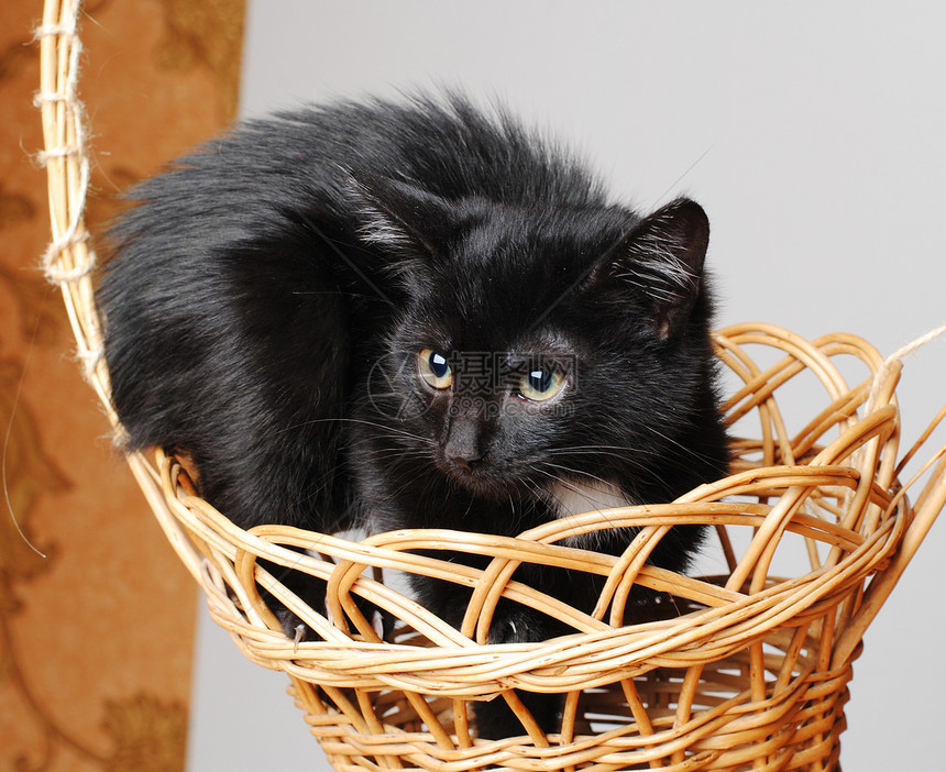 柳条筐里的黑猫图片