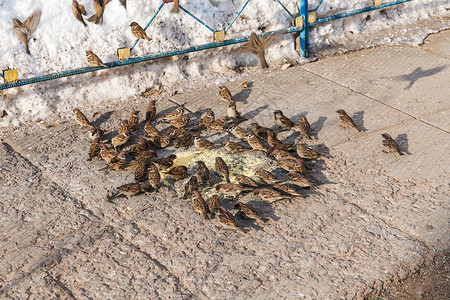 麻雀群在石头上吃小米图片